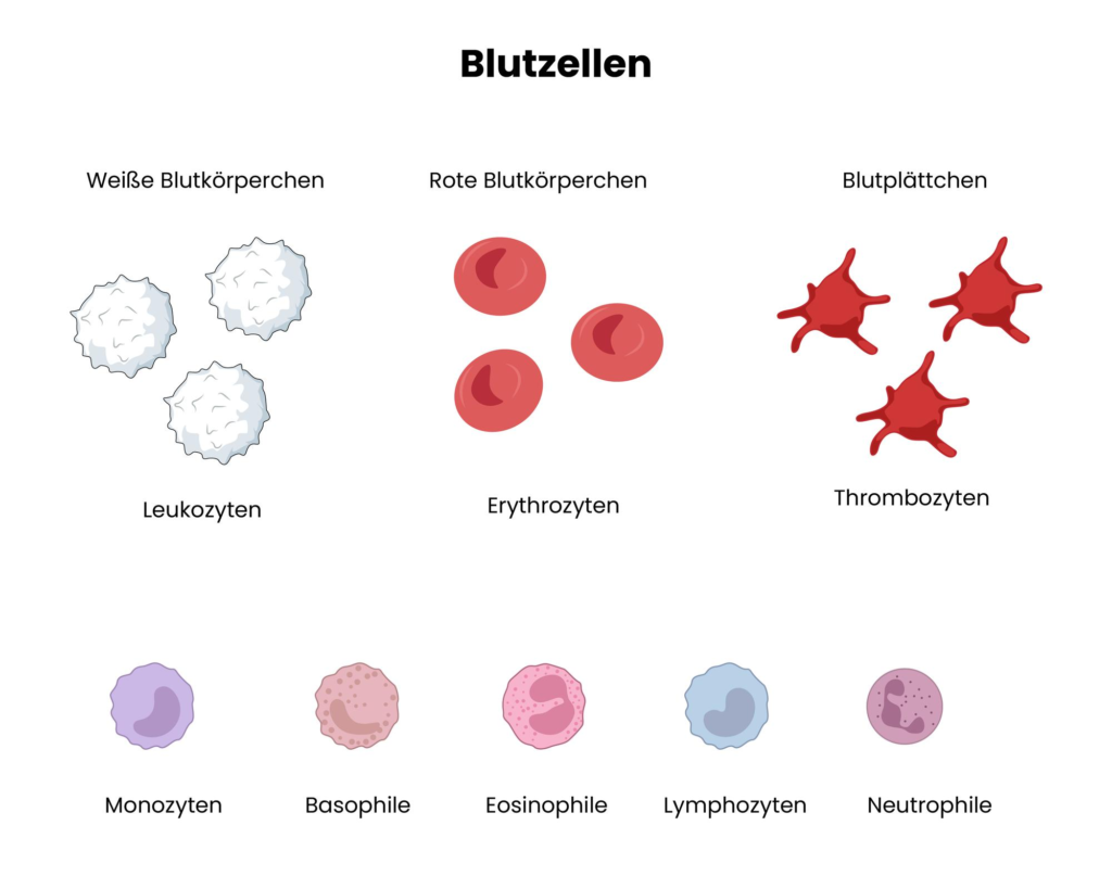 thrombozyten erhöht thrombozyten erhöht